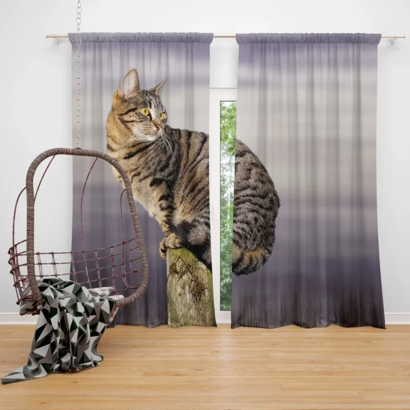 Perched Cat Watchful Stance Curtain