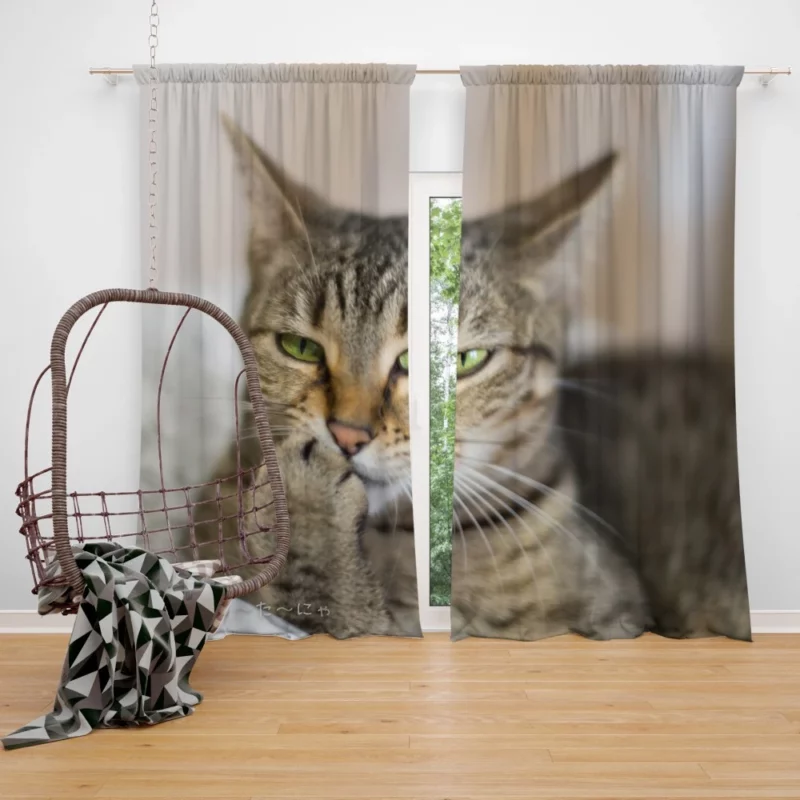 Philosophical Pondering Feline Contemplation Curtain