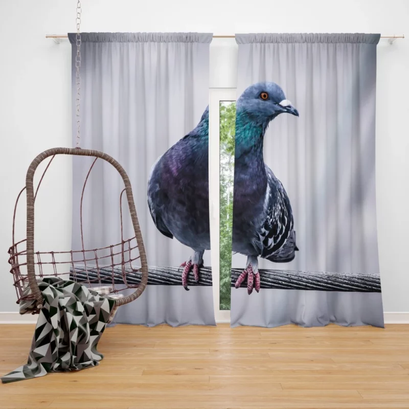 Pigeon City Dwelling Curtain