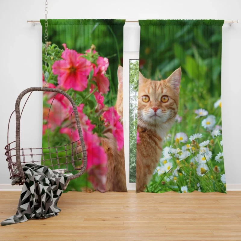 Pink Flower Encounter Cat Curious Stare Curtain