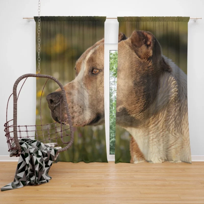 Pit Bull Intense Close-Up Bold Beauty Curtain