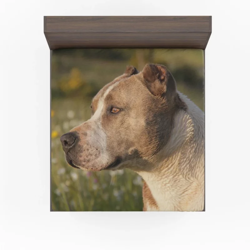 Pit Bull Intense Close-Up Bold Beauty Fitted Sheet 1