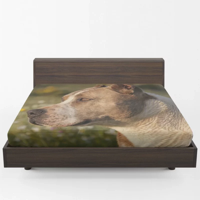 Pit Bull Intense Close-Up Bold Beauty Fitted Sheet