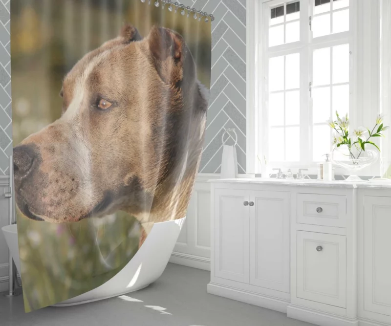 Pit Bull Intense Close-Up Bold Beauty Shower Curtain 1