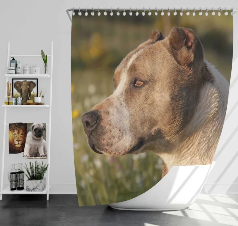 Pit Bull Intense Close-Up Bold Beauty Shower Curtain