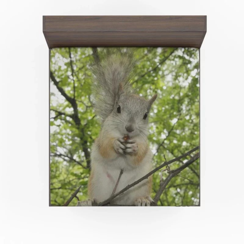 Playful Acrobatics Squirrel Nature Dance Fitted Sheet 1