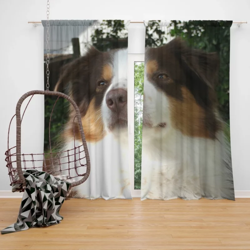 Playful Australian Shepherd Furry Charm Curtain