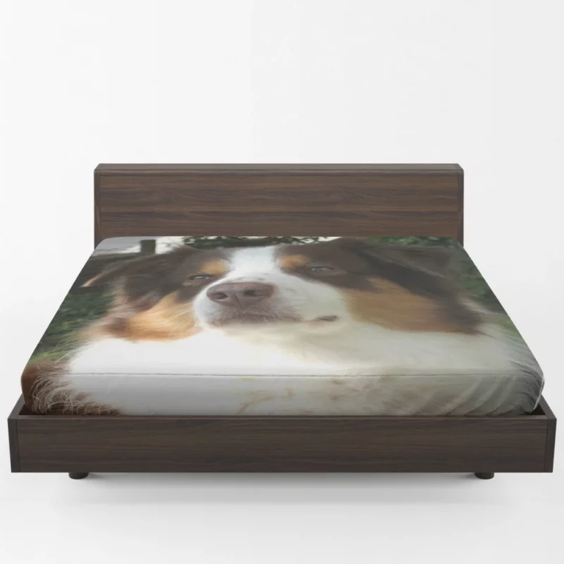 Playful Australian Shepherd Furry Charm Fitted Sheet