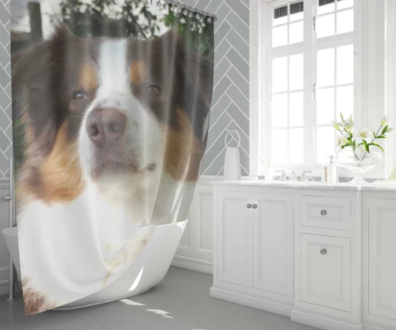 Playful Australian Shepherd Furry Charm Shower Curtain 1