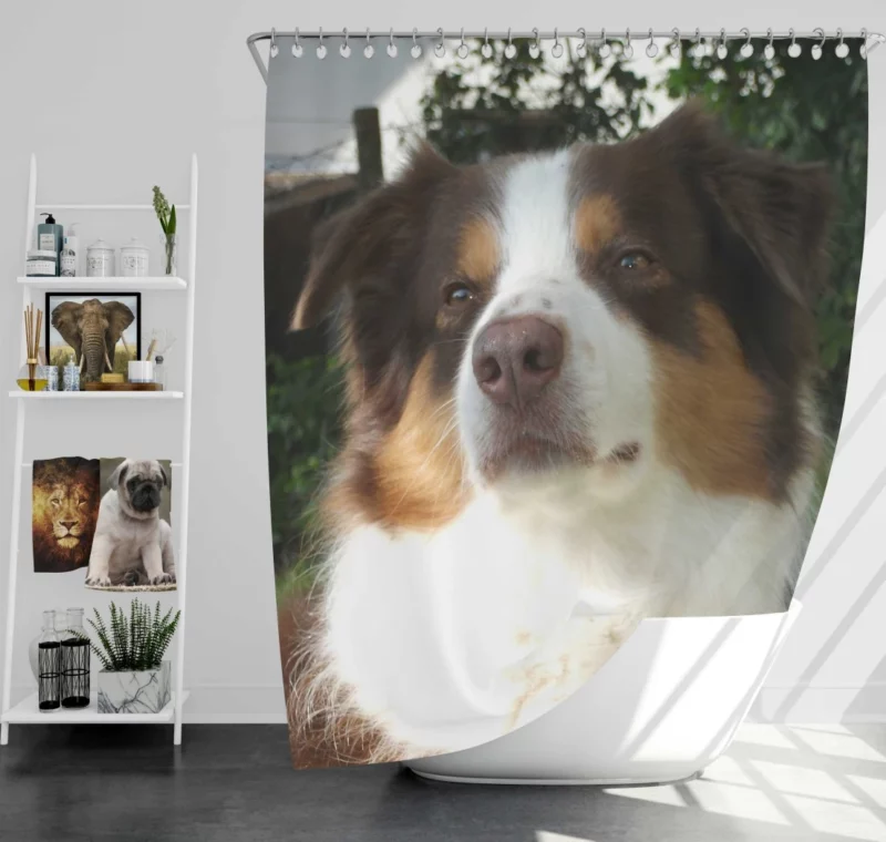 Playful Australian Shepherd Furry Charm Shower Curtain