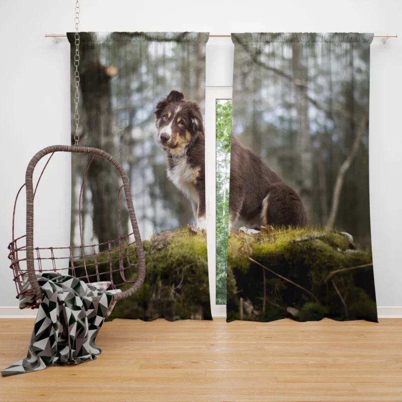 Playful Australian Shepherd Puppy Curtain