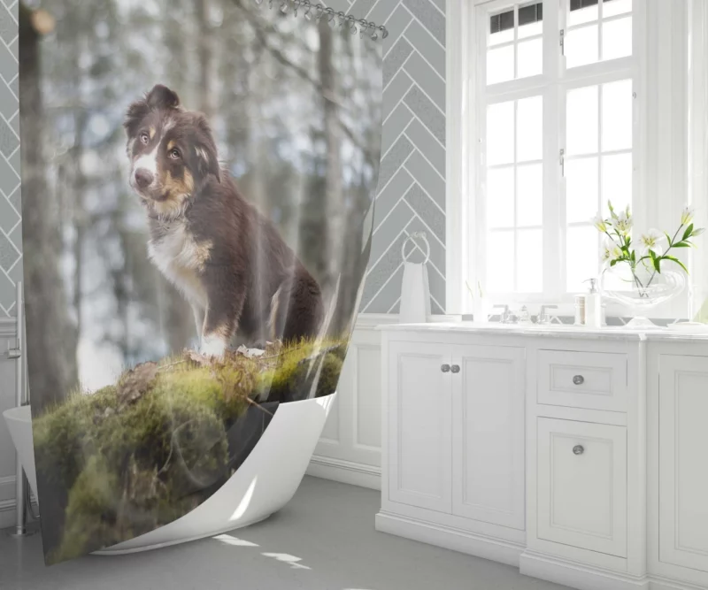 Playful Australian Shepherd Puppy Shower Curtain 1