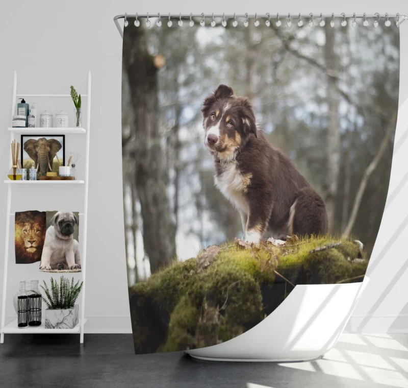 Playful Australian Shepherd Puppy Shower Curtain