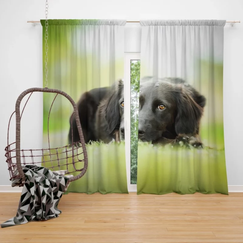 Playful Black Dog Furry Charm Curtain