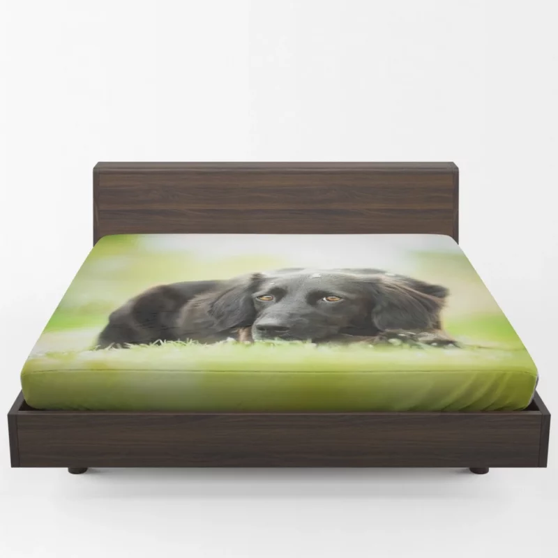 Playful Black Dog Furry Charm Fitted Sheet