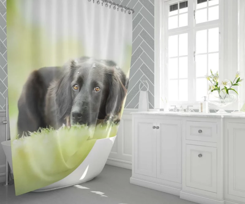 Playful Black Dog Furry Charm Shower Curtain 1