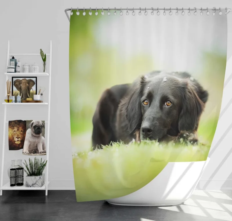 Playful Black Dog Furry Charm Shower Curtain