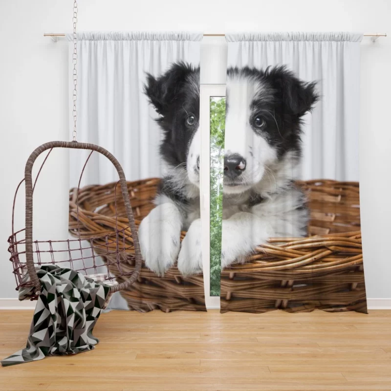 Playful Border Collie Puppy Innocence Curtain