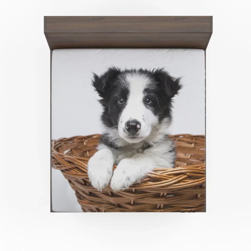 Playful Border Collie Puppy Innocence Fitted Sheet 1