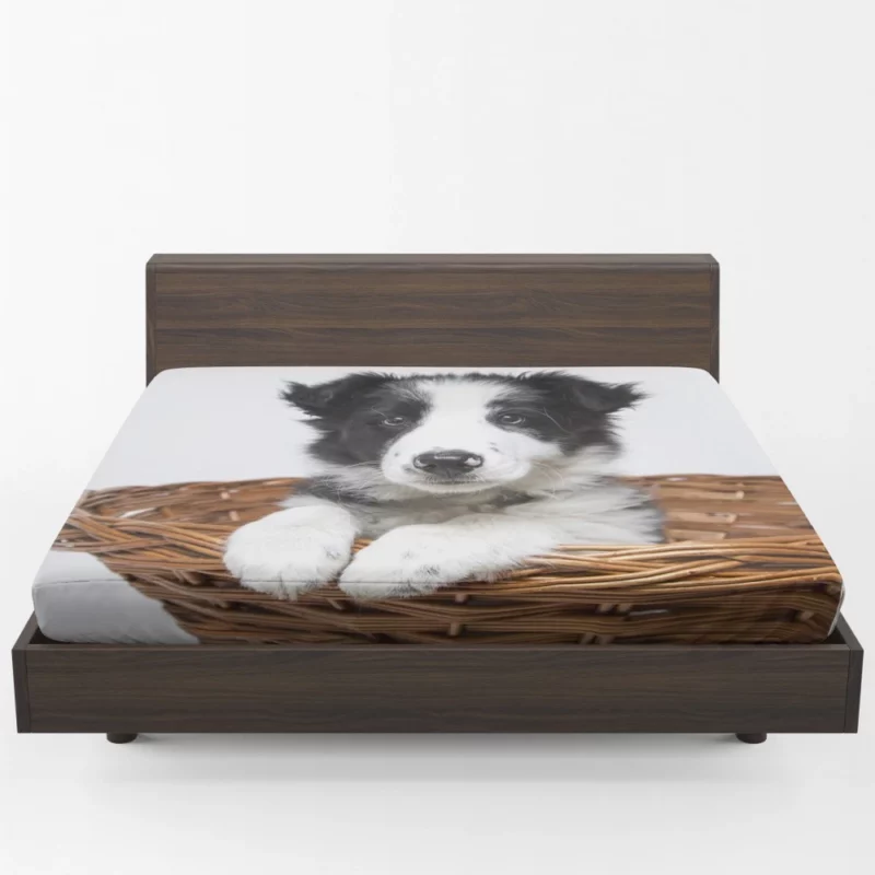 Playful Border Collie Puppy Innocence Fitted Sheet