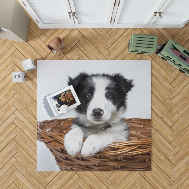 Playful Border Collie Puppy Innocence Rug