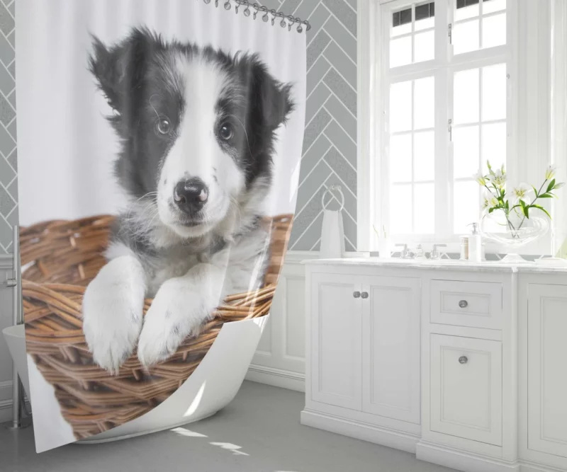 Playful Border Collie Puppy Innocence Shower Curtain 1