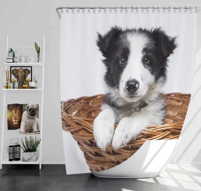 Playful Border Collie Puppy Innocence Shower Curtain