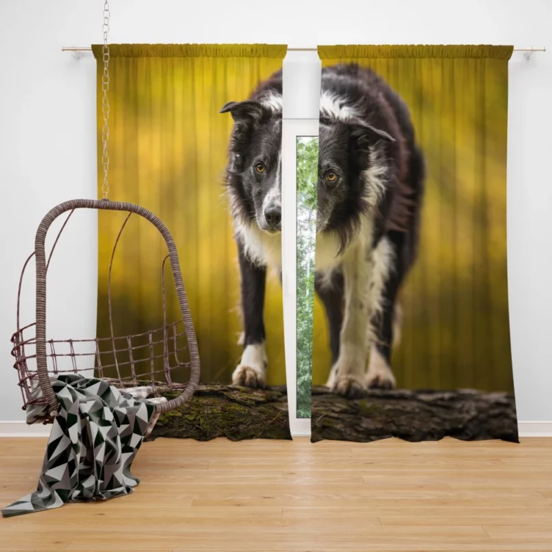 Playful Border Collie in Autumn Beauty Curtain