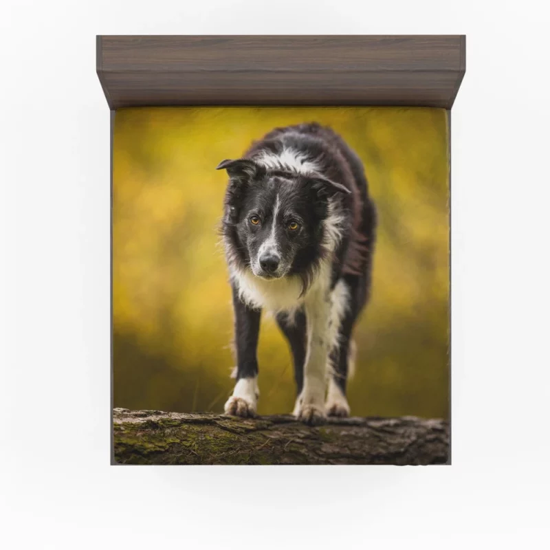 Playful Border Collie in Autumn Beauty Fitted Sheet 1