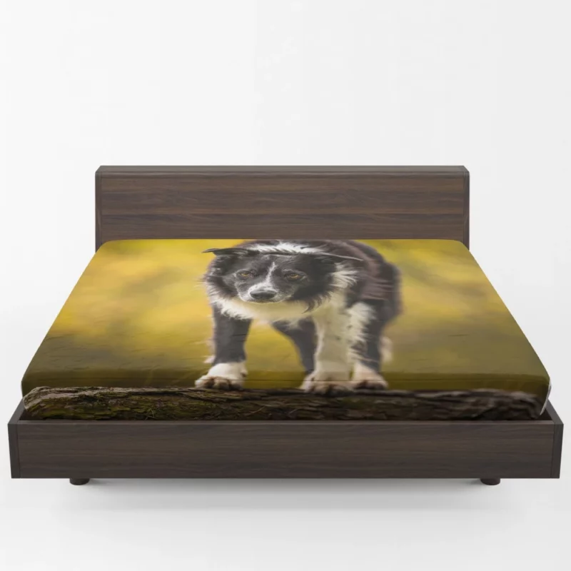 Playful Border Collie in Autumn Beauty Fitted Sheet