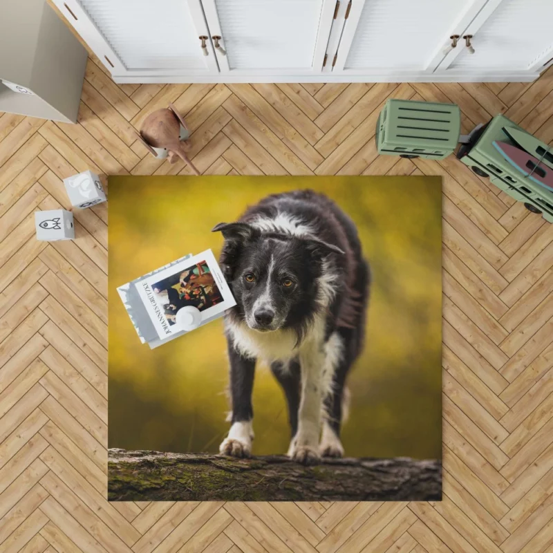 Playful Border Collie in Autumn Beauty Rug