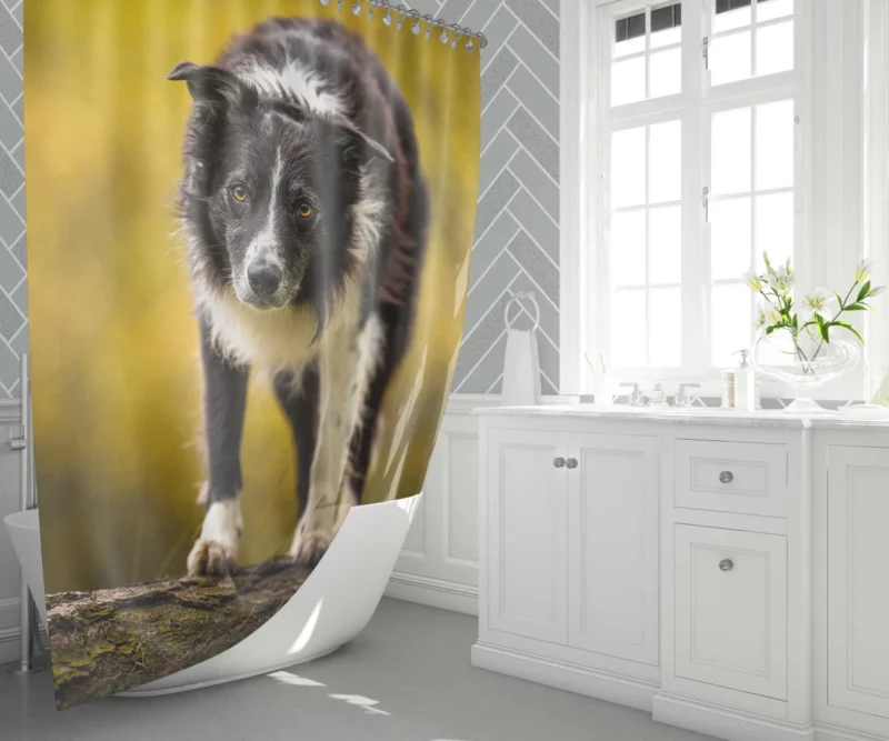 Playful Border Collie in Autumn Beauty Shower Curtain 1