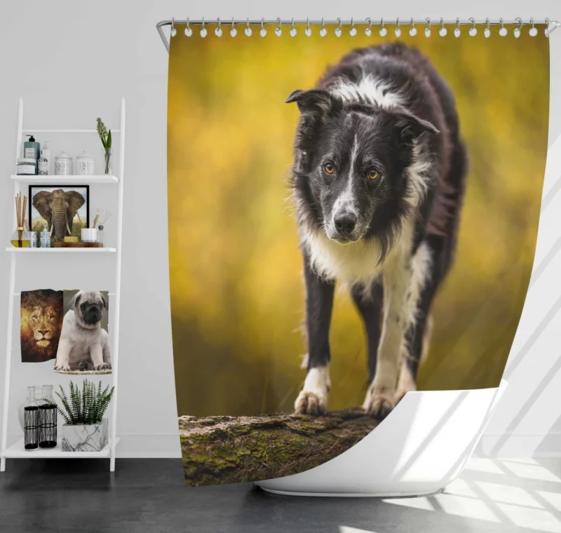 Playful Border Collie in Autumn Beauty Shower Curtain