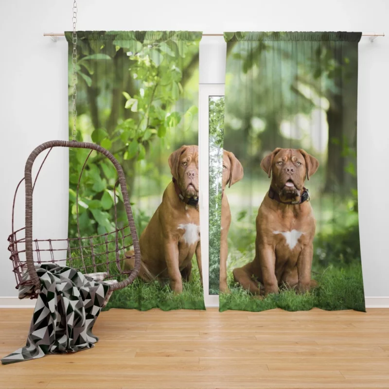 Playful Dogue de Bordeaux Muzzle Joy Curtain