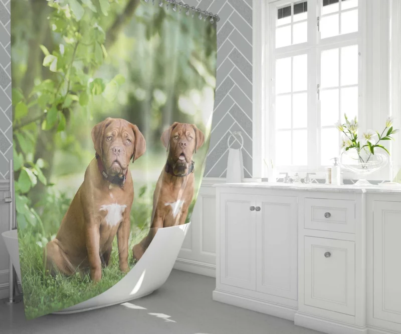 Playful Dogue de Bordeaux Muzzle Joy Shower Curtain 1