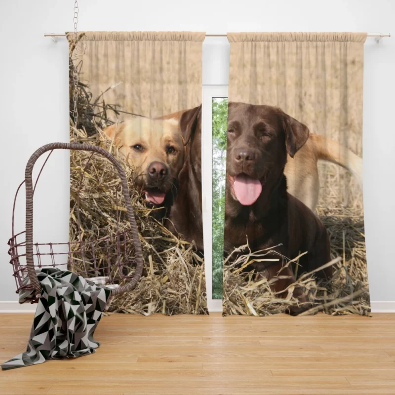 Playful Duo Labrador and Terrier Curtain