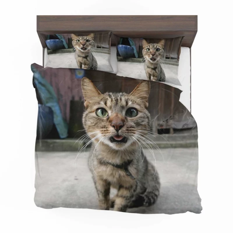 Playful Gaze Curious Cat Whisker Wonder Bedding Set 1