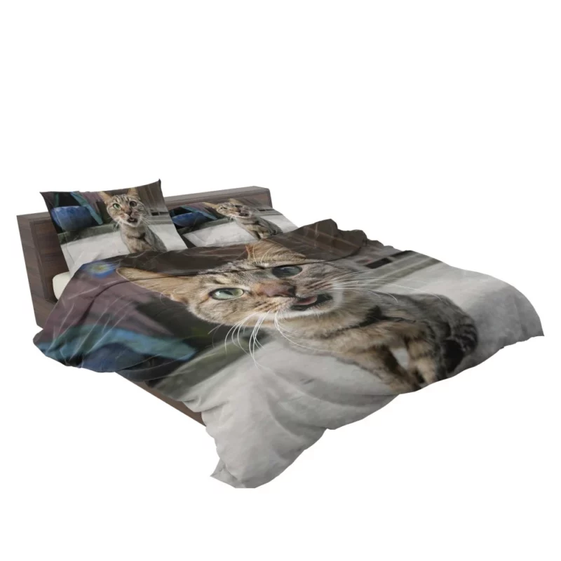 Playful Gaze Curious Cat Whisker Wonder Bedding Set 2