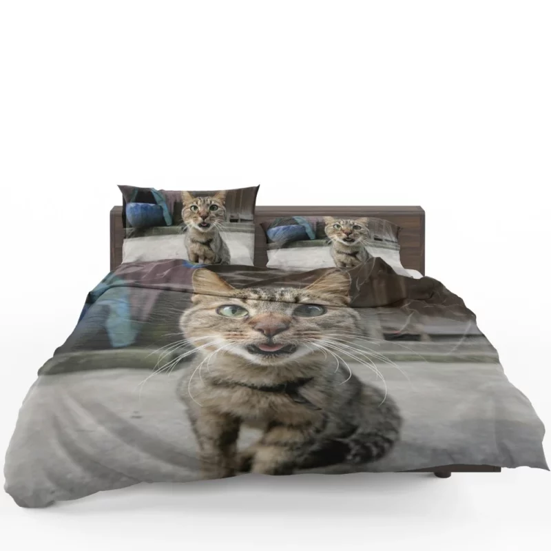 Playful Gaze Curious Cat Whisker Wonder Bedding Set