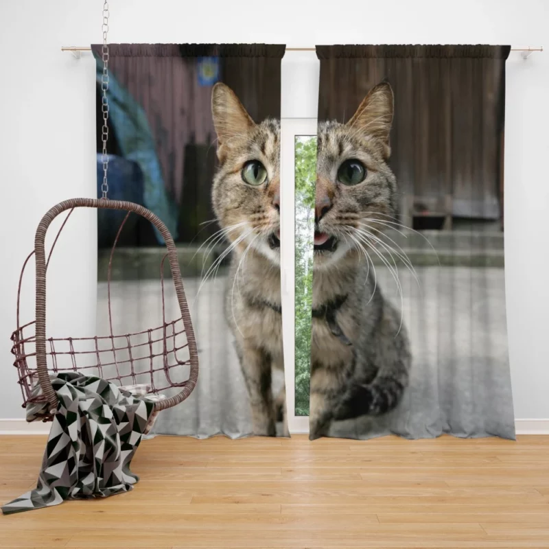 Playful Gaze Curious Cat Whisker Wonder Curtain