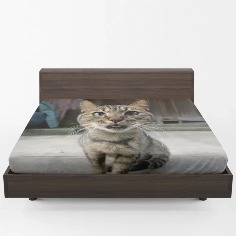 Playful Gaze Curious Cat Whisker Wonder Fitted Sheet