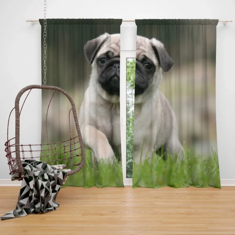 Playful Moments Pug Adorableness Curtain