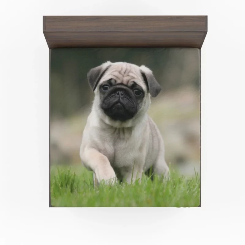 Playful Moments Pug Adorableness Fitted Sheet 1