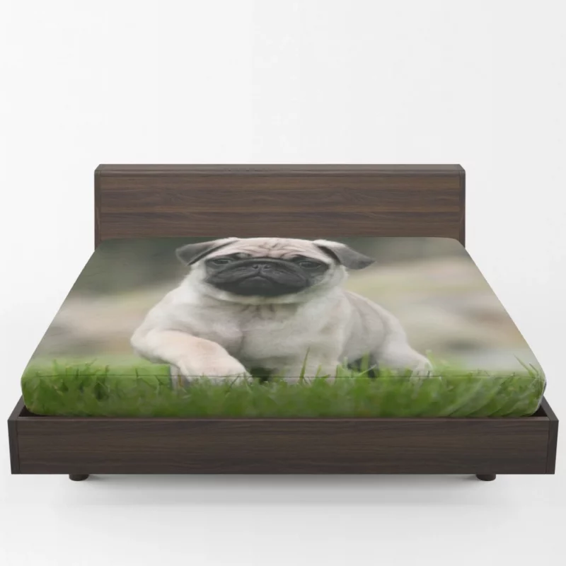 Playful Moments Pug Adorableness Fitted Sheet