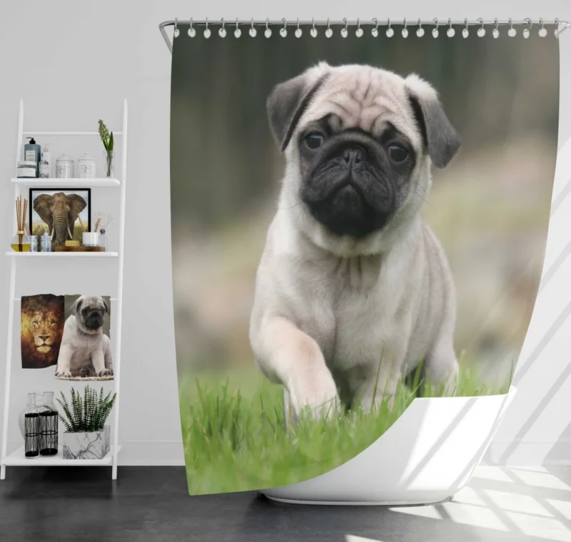 Playful Moments Pug Adorableness Shower Curtain