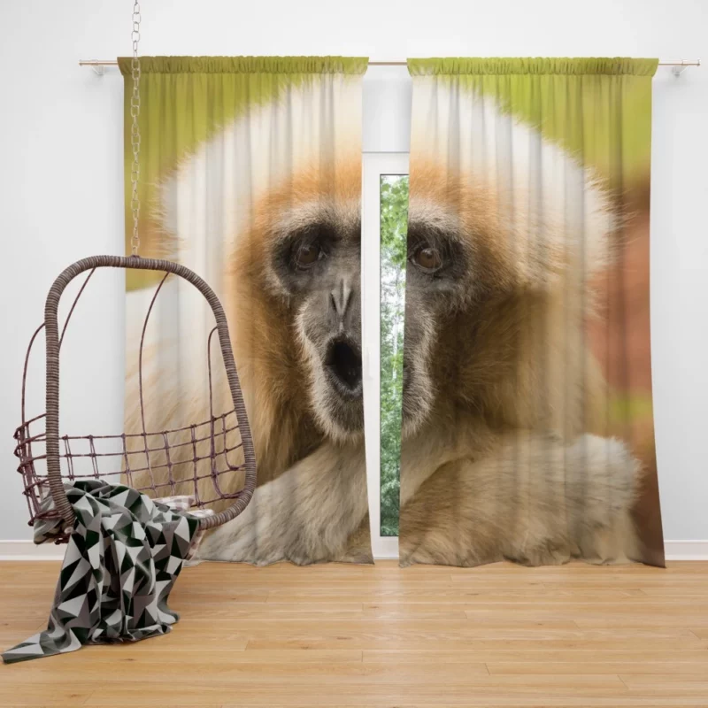 Playful Monkey Primate Antics Furry Fun Curtain