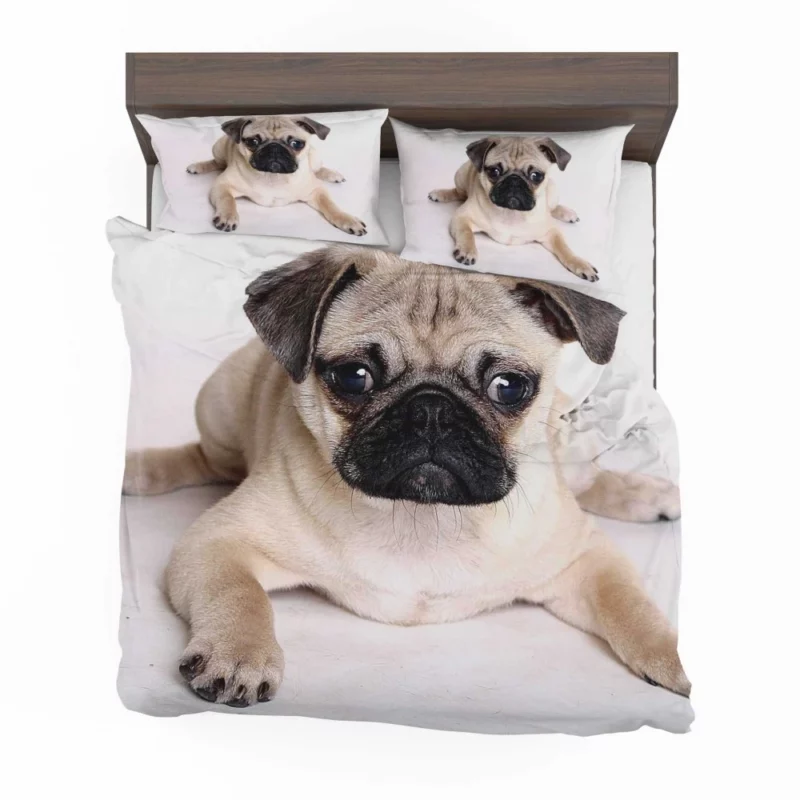 Playful Pug Adorable Companion Bedding Set 1