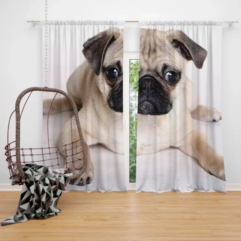 Playful Pug Adorable Companion Curtain