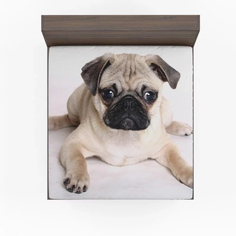 Playful Pug Adorable Companion Fitted Sheet 1