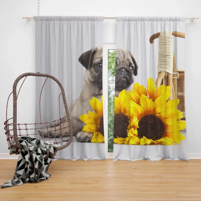 Playful Pug Antics of Adorable Moments Curtain